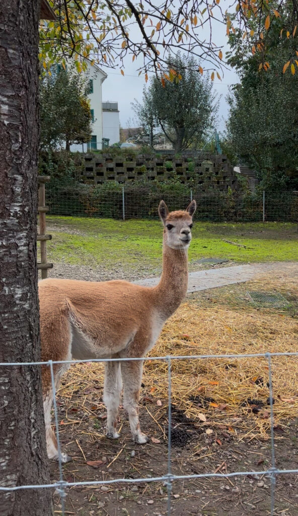 An alpaca, in a periurban environment